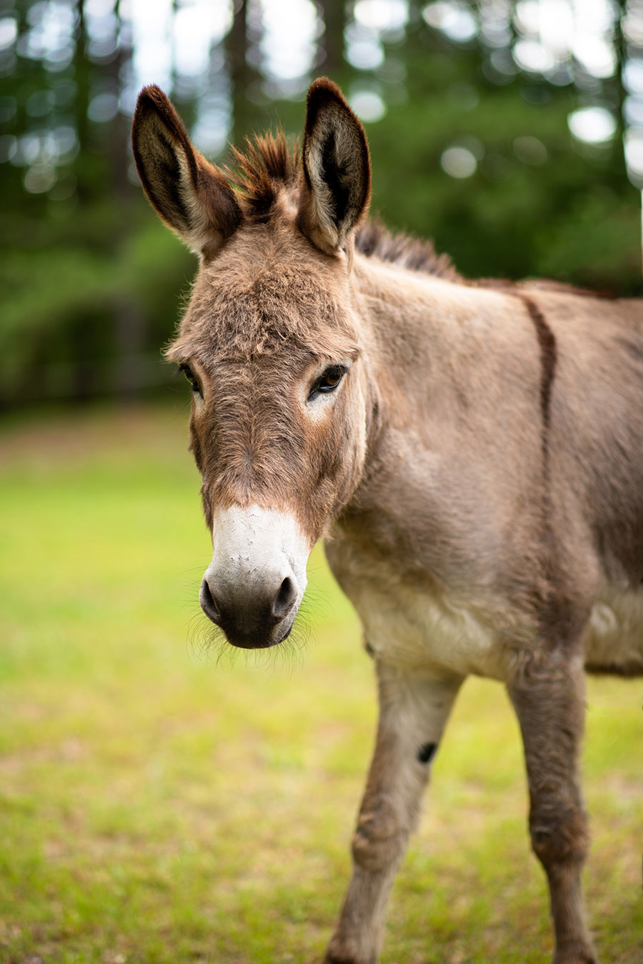 Photo of Mr. Ears, a donkey at Faith Equestrian Therapeutic Center